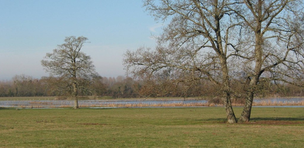 Marais du Haut Brivet 