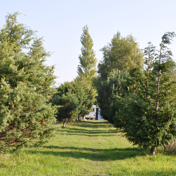 Terrain  caravane et ses plantations horticoles